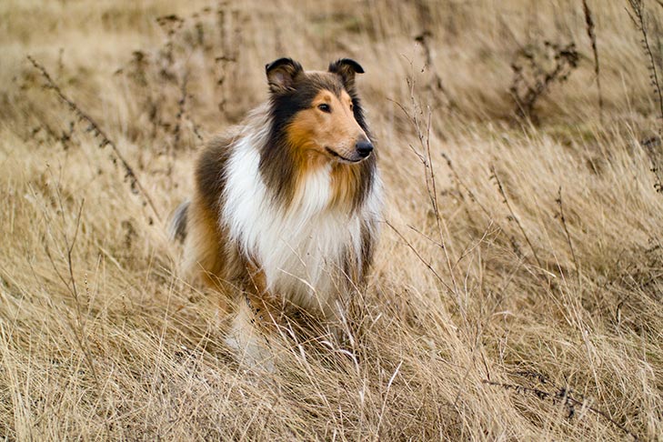 THE COLLIE DOG.